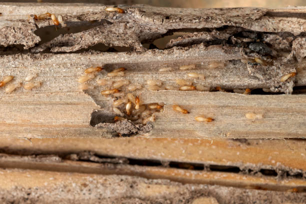 Trusted Shrewsbury, PA Pest Control Experts